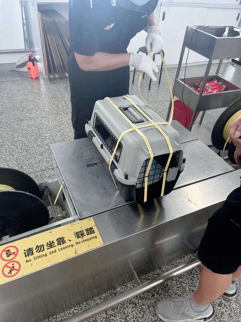 猫咪可以带上飞机吗,猫咪可以带上飞机吗 需要托运多少钱?-第2张图片-后鲨宠物 猫咪可以带上飞机吗,猫咪可以带上飞机吗 需要托运多少钱?-第2张图片-后鲨宠物