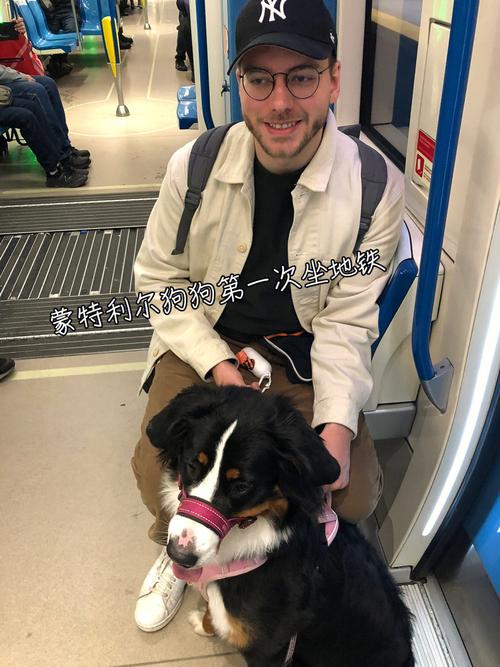 带狗狗可以坐地铁吗,带狗狗可以坐地铁吗现在?-第2张图片-后鲨宠物 带狗狗可以坐地铁吗,带狗狗可以坐地铁吗现在?-第2张图片-后鲨宠物