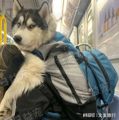 带狗狗可以坐地铁吗,带狗狗可以坐地铁吗现在?-第3张图片-后鲨宠物 带狗狗可以坐地铁吗,带狗狗可以坐地铁吗现在?-第3张图片-后鲨宠物