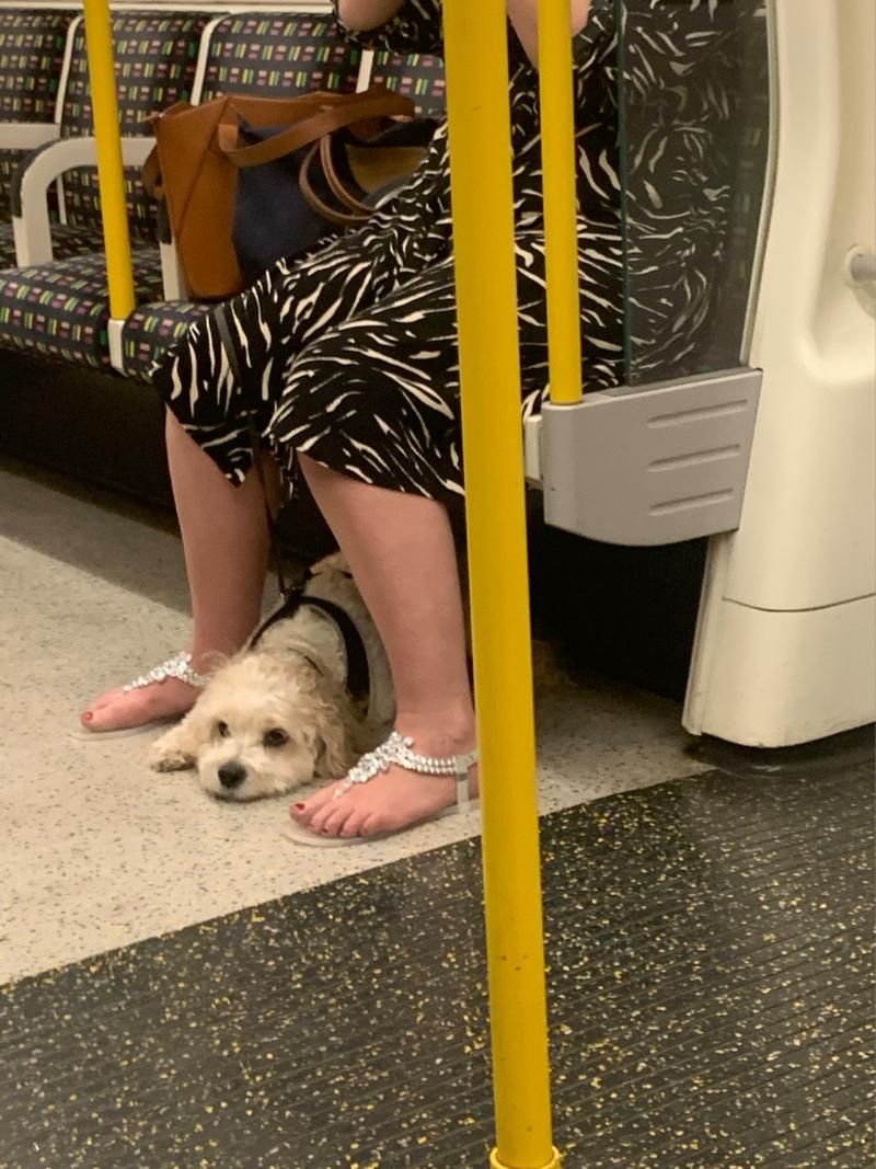 带狗狗可以坐地铁吗,带狗狗可以坐地铁吗现在?-第4张图片-后鲨宠物 带狗狗可以坐地铁吗,带狗狗可以坐地铁吗现在?-第4张图片-后鲨宠物