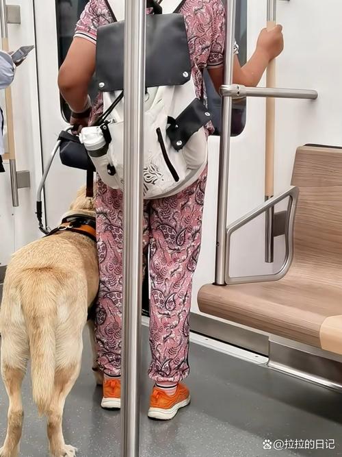 带狗狗可以坐地铁吗,带狗狗可以坐地铁吗现在?-第5张图片-后鲨宠物 带狗狗可以坐地铁吗,带狗狗可以坐地铁吗现在?-第5张图片-后鲨宠物