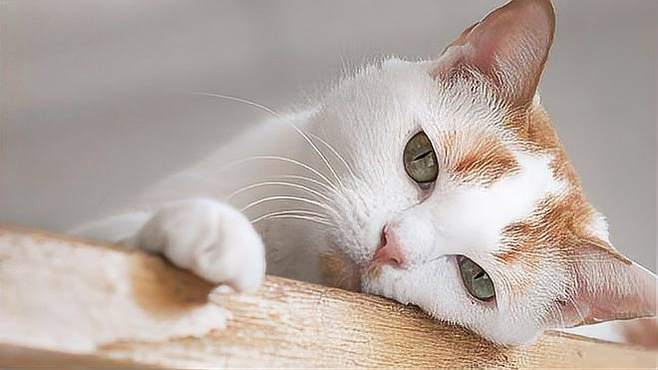 猫咪第一次发情,猫咪第一次发情怎么应对?-第2张图片-后鲨宠物 猫咪第一次发情,猫咪第一次发情怎么应对?-第2张图片-后鲨宠物