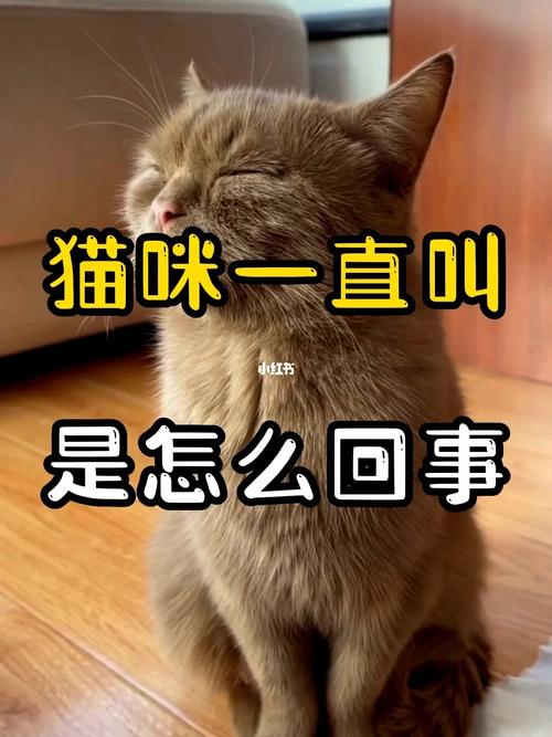 猫猫一直叫是什么原因,猫猫一直叫是为什么-第2张图片-后鲨宠物 猫猫一直叫是什么原因,猫猫一直叫是为什么-第2张图片-后鲨宠物