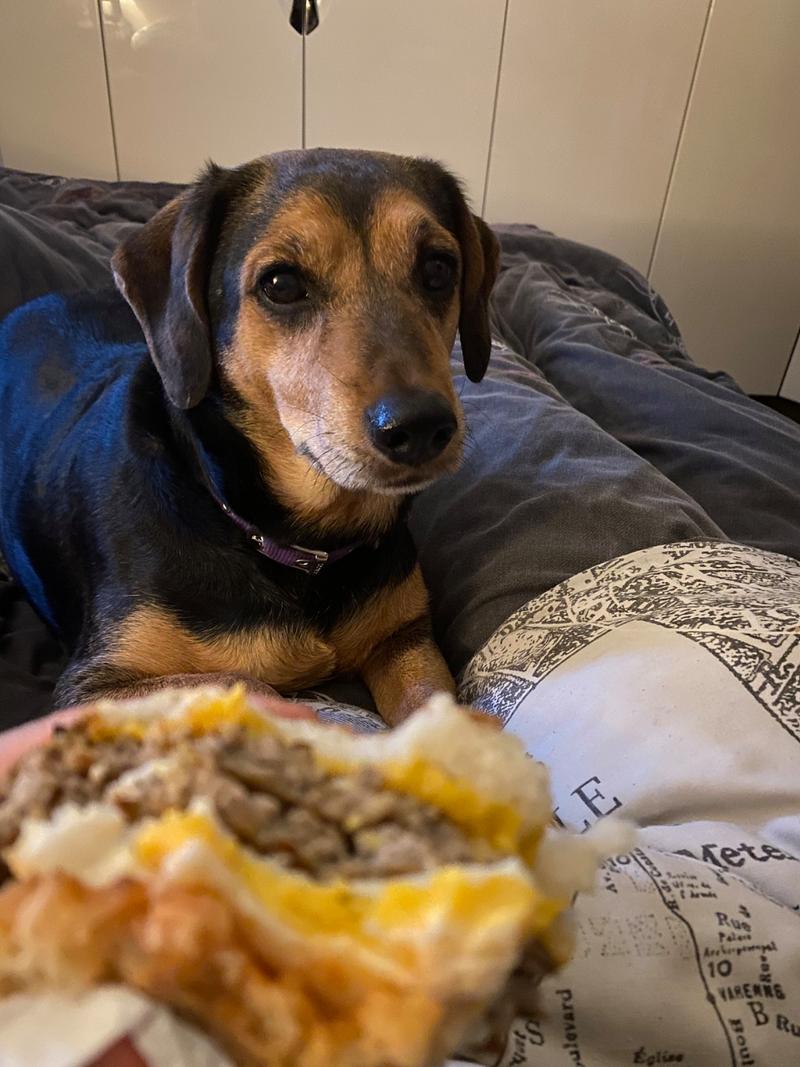 狗狗吃榴莲会怎么样_狗狗吃榴莲会怎么样呢-第5张图片-后鲨宠物