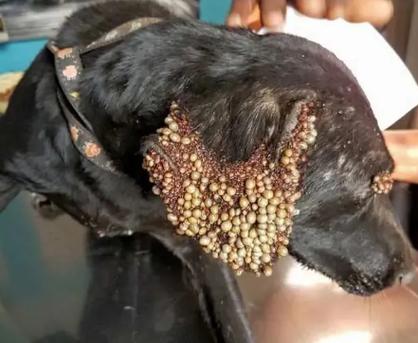 狗狗身上会长什么虫,狗狗身上会长哪些虫子-第3张图片-后鲨宠物 狗狗身上会长什么虫,狗狗身上会长哪些虫子-第3张图片-后鲨宠物