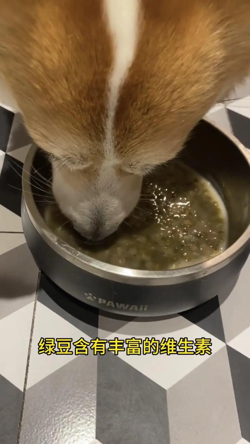 狗狗可不可以喝绿豆汤，狗狗敢喝绿豆汤吗？