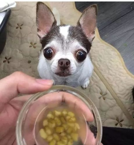 狗狗可不可以喝绿豆汤,狗狗敢喝绿豆汤吗?-第5张图片-后鲨宠物 狗狗可不可以喝绿豆汤,狗狗敢喝绿豆汤吗?-第5张图片-后鲨宠物