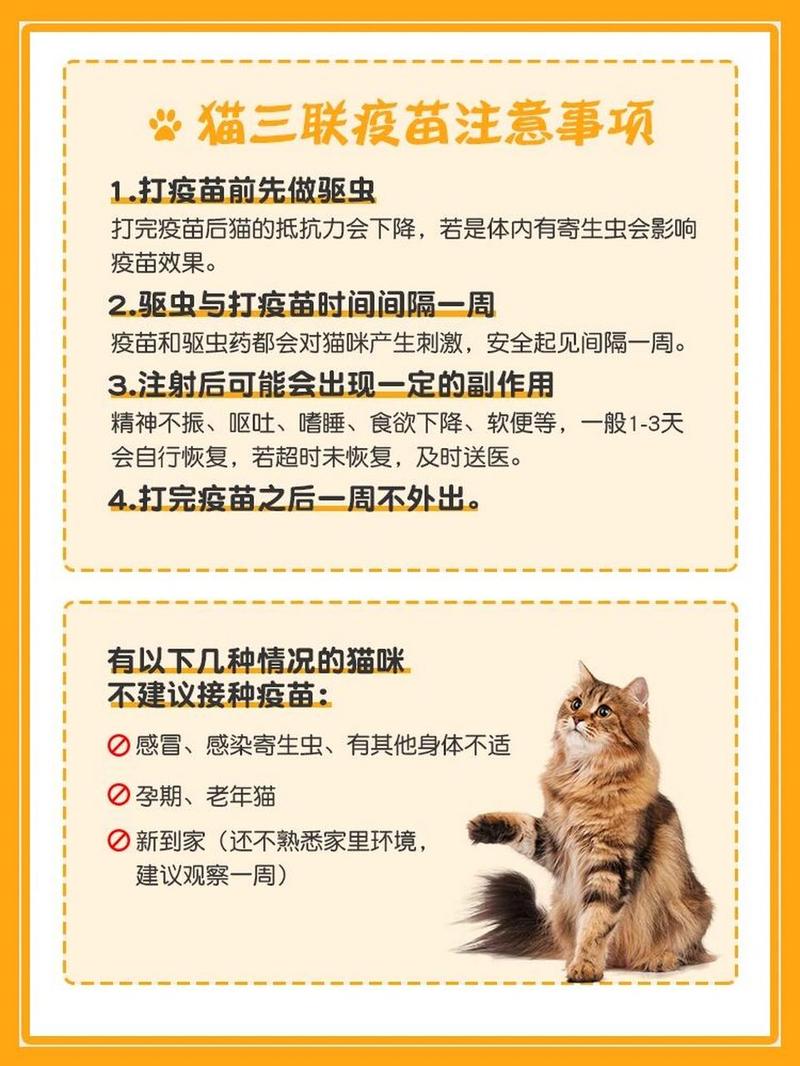猫咪打完疫苗发烧,猫咪打完疫苗发烧怎么办?-第6张图片-后鲨宠物 猫咪打完疫苗发烧,猫咪打完疫苗发烧怎么办?-第6张图片-后鲨宠物