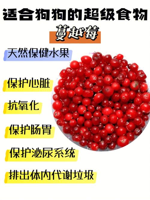 狗狗能吃蔓越莓吗,狗狗能吃蔓越莓吗干-第6张图片-后鲨宠物 狗狗能吃蔓越莓吗,狗狗能吃蔓越莓吗干-第6张图片-后鲨宠物