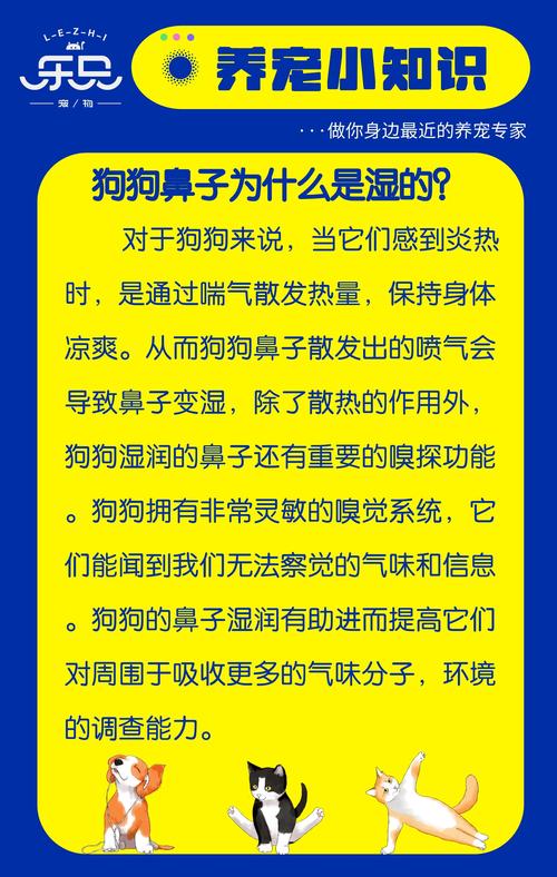 狗狗鼻子不湿润怎么办,狗狗鼻子不太湿润?-第1张图片-后鲨宠物 狗狗鼻子不湿润怎么办,狗狗鼻子不太湿润?-第1张图片-后鲨宠物