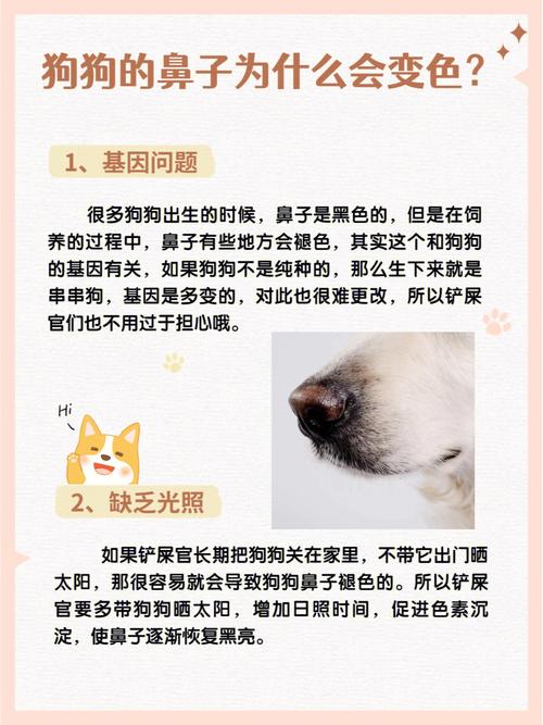 狗狗鼻子不湿润怎么办,狗狗鼻子不太湿润?-第2张图片-后鲨宠物 狗狗鼻子不湿润怎么办,狗狗鼻子不太湿润?-第2张图片-后鲨宠物