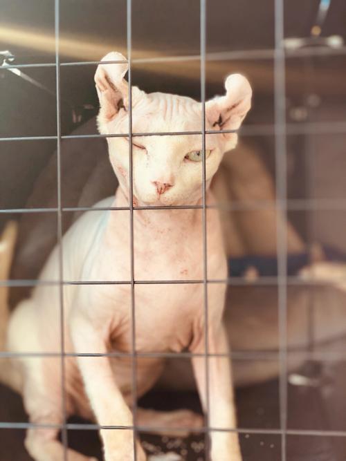  猫咪怀孕能洗澡吗，猫咪怀孕期间可以洗澡吗?