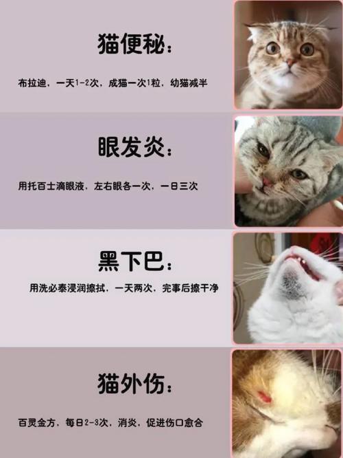  猫咪怀孕能洗澡吗，猫咪怀孕期间可以洗澡吗?-第2张图片-后鲨宠物