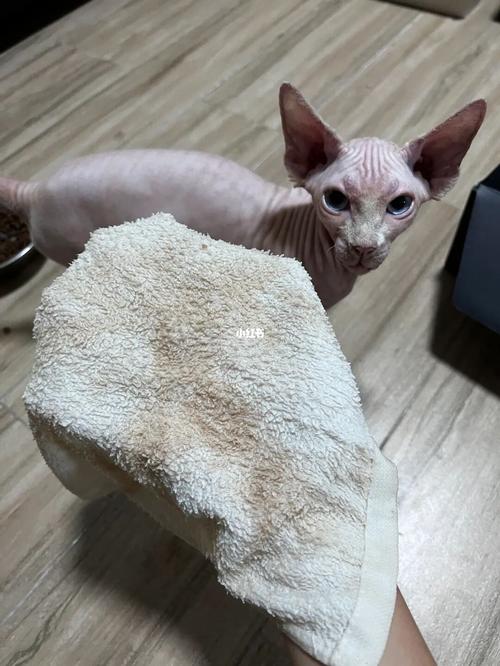  猫咪怀孕能洗澡吗，猫咪怀孕期间可以洗澡吗?-第4张图片-后鲨宠物