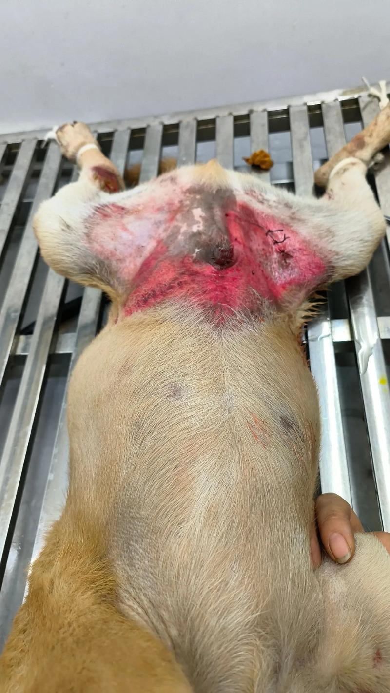 狗狗骨裂的症状是什么,狗狗骨裂严重吗?-第4张图片-后鲨宠物 狗狗骨裂的症状是什么,狗狗骨裂严重吗?-第4张图片-后鲨宠物