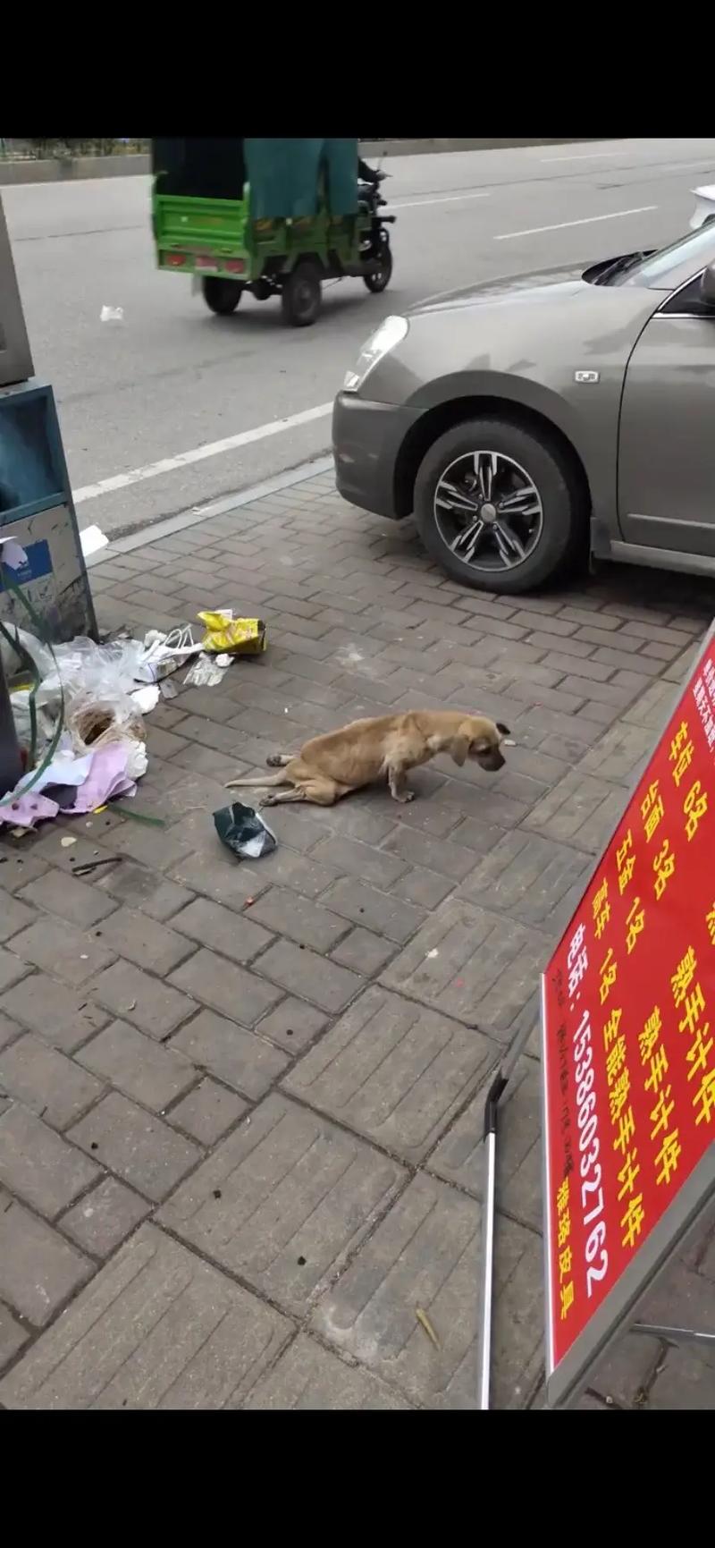 狗狗骨裂的症状是什么,狗狗骨裂严重吗?-第6张图片-后鲨宠物 狗狗骨裂的症状是什么,狗狗骨裂严重吗?-第6张图片-后鲨宠物