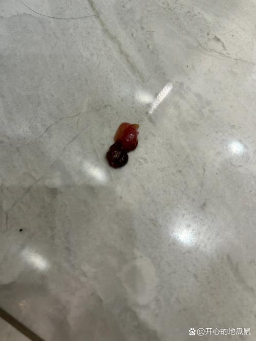 狗狗拉黑屎什么原因，狗狗拉黑屎正常吗？