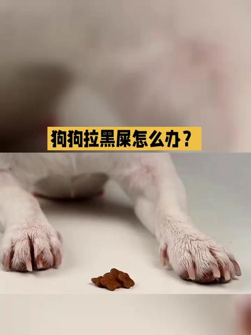 狗狗拉黑屎什么原因,狗狗拉黑屎正常吗?-第5张图片-后鲨宠物 狗狗拉黑屎什么原因,狗狗拉黑屎正常吗?-第5张图片-后鲨宠物
