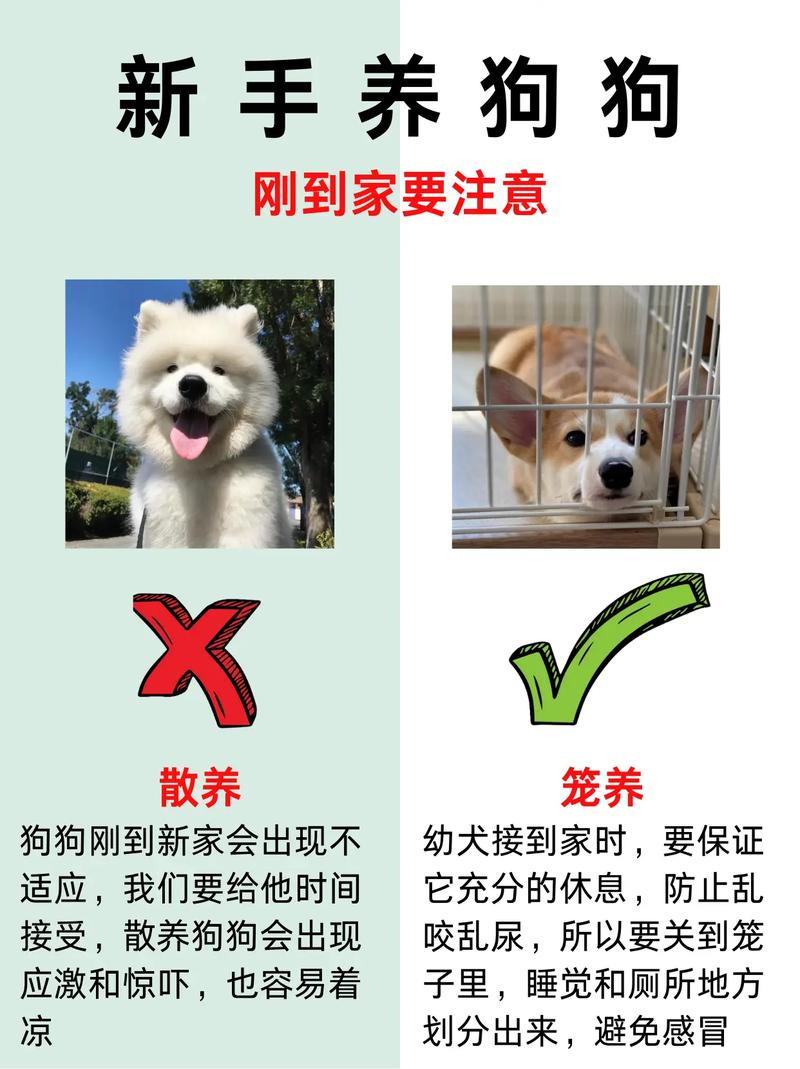 新到家的狗狗注意事项，新到家的狗狗注意事项是什么？
