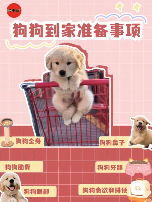 新到家的狗狗注意事项,新到家的狗狗注意事项是什么?-第4张图片-后鲨宠物 新到家的狗狗注意事项,新到家的狗狗注意事项是什么?-第4张图片-后鲨宠物