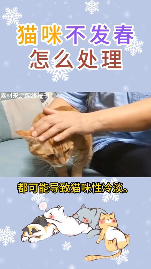 猫猫发情几天,猫猫发情几天同意-第3张图片-后鲨宠物 猫猫发情几天,猫猫发情几天同意-第3张图片-后鲨宠物