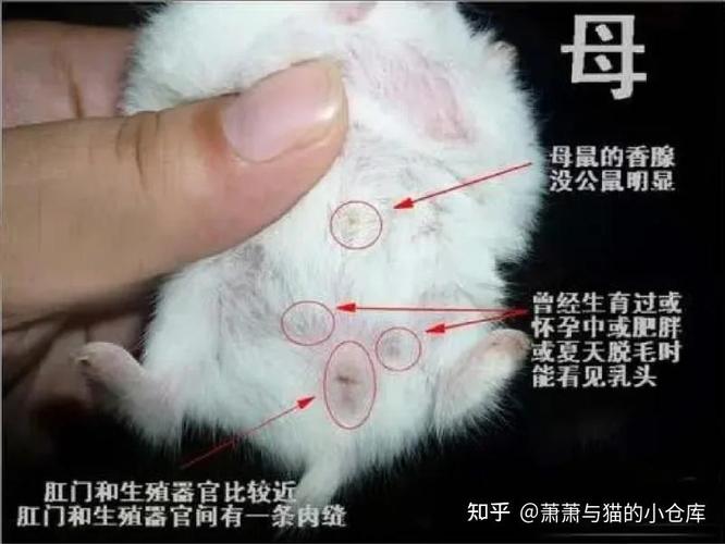 猫咪吃了细棉线怎么办,猫咪吃了棉线怎么处理?-第4张图片-后鲨宠物 猫咪吃了细棉线怎么办,猫咪吃了棉线怎么处理?-第4张图片-后鲨宠物