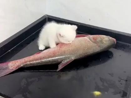 猫咪能吃带鱼吗_猫能吃带鱼吗,会卡住吗-第1张图片-后鲨宠物 猫咪能吃带鱼吗_猫能吃带鱼吗,会卡住吗-第1张图片-后鲨宠物