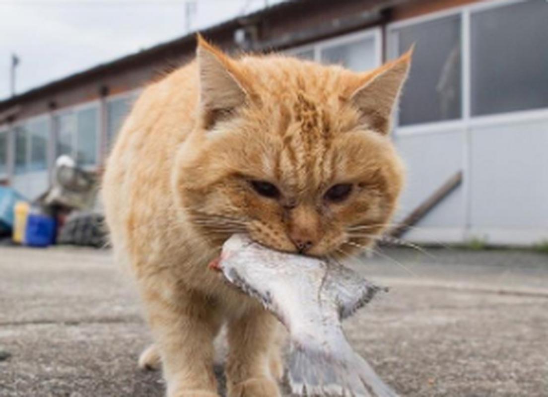 猫咪能吃带鱼吗_猫能吃带鱼吗,会卡住吗-第3张图片-后鲨宠物 猫咪能吃带鱼吗_猫能吃带鱼吗,会卡住吗-第3张图片-后鲨宠物