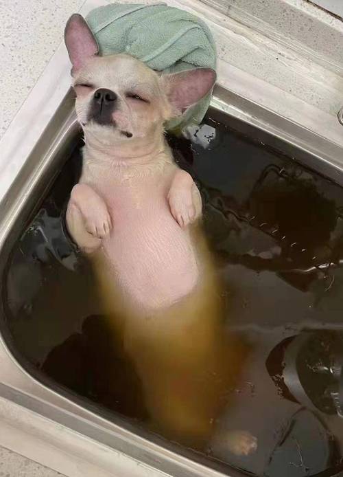 狗狗怀孕能洗澡吗，狗狗怀孕期间可以洗澡吗?？