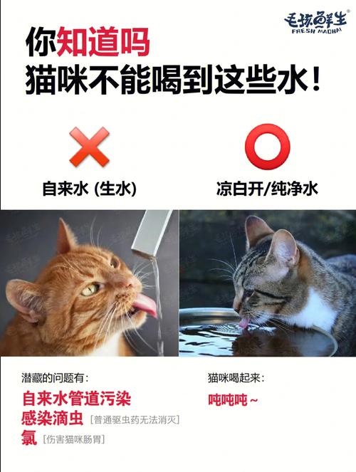 猫咪能喝糖水吗,猫咪可以喝糖水吗??-第5张图片-后鲨宠物 猫咪能喝糖水吗,猫咪可以喝糖水吗??-第5张图片-后鲨宠物