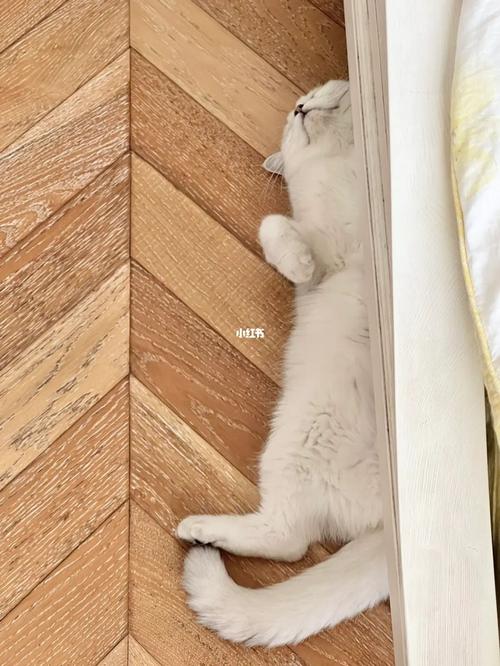 如何让猫咪适应新环境_如何让猫适应新的环境