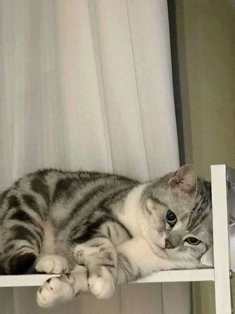 如何让猫咪适应新环境_如何让猫适应新的环境-第2张图片-后鲨宠物 如何让猫咪适应新环境_如何让猫适应新的环境-第2张图片-后鲨宠物