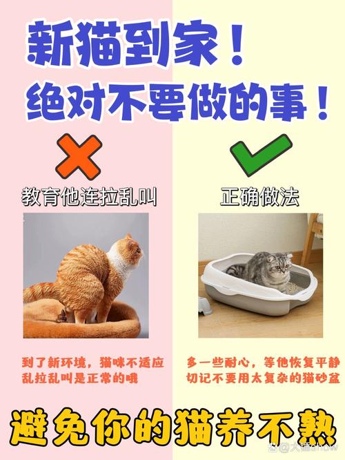 如何让猫咪适应新环境_如何让猫适应新的环境-第3张图片-后鲨宠物 如何让猫咪适应新环境_如何让猫适应新的环境-第3张图片-后鲨宠物