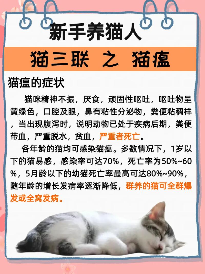 如何让猫咪适应新环境_如何让猫适应新的环境-第5张图片-后鲨宠物 如何让猫咪适应新环境_如何让猫适应新的环境-第5张图片-后鲨宠物