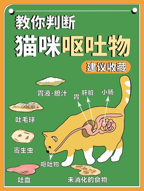猫咪吐绿水是什么原因,猫咪吐绿水怎么办?-第2张图片-后鲨宠物 猫咪吐绿水是什么原因,猫咪吐绿水怎么办?-第2张图片-后鲨宠物