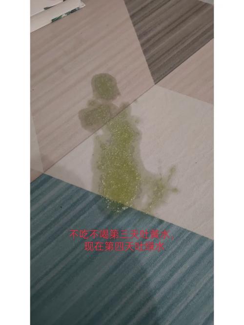 猫咪吐绿水是什么原因,猫咪吐绿水怎么办?-第4张图片-后鲨宠物 猫咪吐绿水是什么原因,猫咪吐绿水怎么办?-第4张图片-后鲨宠物