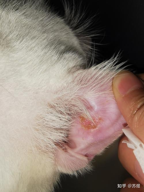 猫咪耳朵流黄水,猫咪耳朵流黄水怎么办?-第2张图片-后鲨宠物 猫咪耳朵流黄水,猫咪耳朵流黄水怎么办?-第2张图片-后鲨宠物