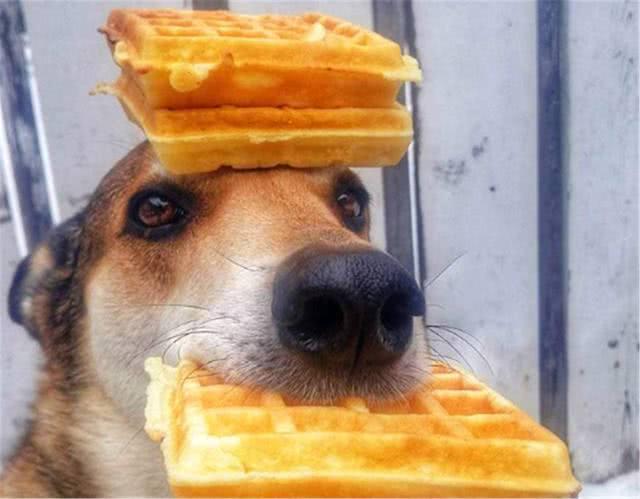 狗狗可以吃全麦面包吗,狗狗可以吃全麦面包嘛-第1张图片-后鲨宠物 狗狗可以吃全麦面包吗,狗狗可以吃全麦面包嘛-第1张图片-后鲨宠物