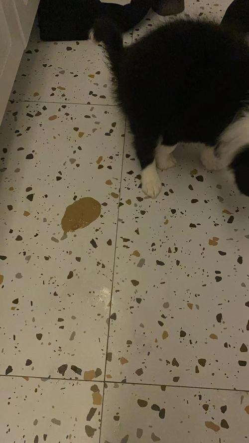 狗狗拉稀不吐是细小吗_狗狗拉稀但不呕吐是怎么回事