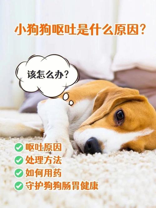 狗狗拉稀不吐是细小吗_狗狗拉稀但不呕吐是怎么回事-第3张图片-后鲨宠物 狗狗拉稀不吐是细小吗_狗狗拉稀但不呕吐是怎么回事-第3张图片-后鲨宠物