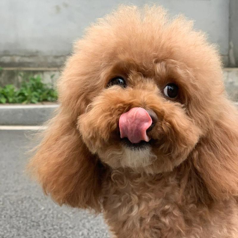 泰迪狗狗口臭怎么办,泰迪狗狗口臭严重怎么办-第2张图片-后鲨宠物 泰迪狗狗口臭怎么办,泰迪狗狗口臭严重怎么办-第2张图片-后鲨宠物