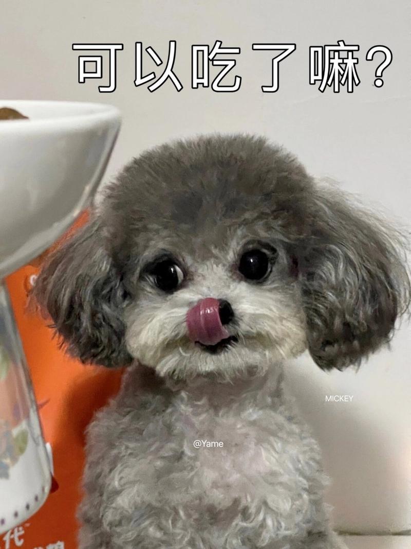 泰迪狗狗口臭怎么办,泰迪狗狗口臭严重怎么办-第3张图片-后鲨宠物 泰迪狗狗口臭怎么办,泰迪狗狗口臭严重怎么办-第3张图片-后鲨宠物