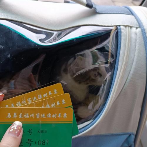 猫咪可以带上汽车吗,宠物猫咪可以带上汽车吗?-第1张图片-后鲨宠物 猫咪可以带上汽车吗,宠物猫咪可以带上汽车吗?-第1张图片-后鲨宠物