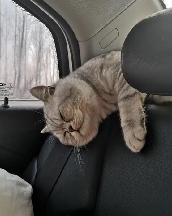 猫咪可以带上汽车吗,宠物猫咪可以带上汽车吗?-第4张图片-后鲨宠物 猫咪可以带上汽车吗,宠物猫咪可以带上汽车吗?-第4张图片-后鲨宠物