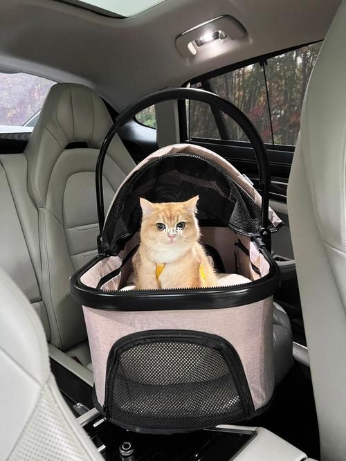 猫咪可以带上汽车吗,宠物猫咪可以带上汽车吗?-第5张图片-后鲨宠物 猫咪可以带上汽车吗,宠物猫咪可以带上汽车吗?-第5张图片-后鲨宠物