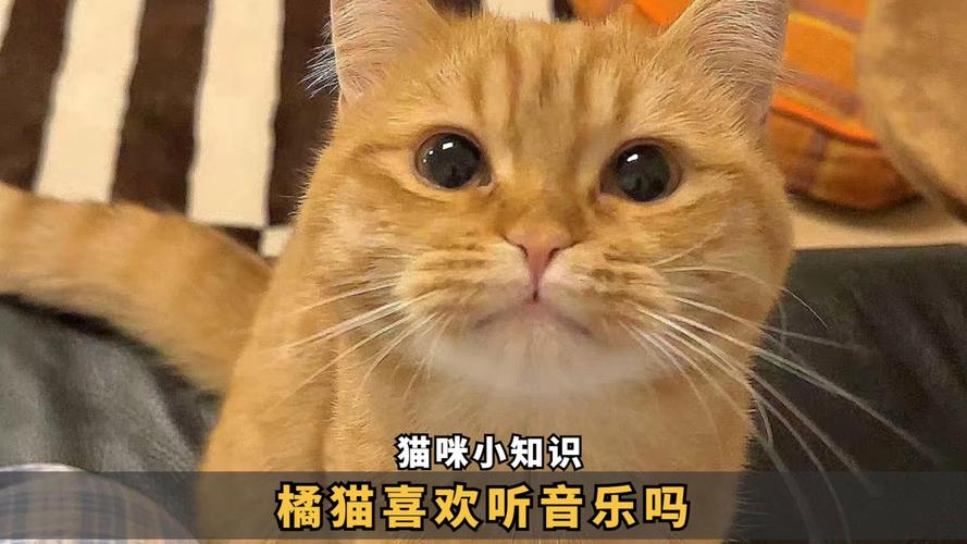 猫咪喜欢听什么音乐,猫咪喜欢听什么歌曲-第2张图片-后鲨宠物 猫咪喜欢听什么音乐,猫咪喜欢听什么歌曲-第2张图片-后鲨宠物