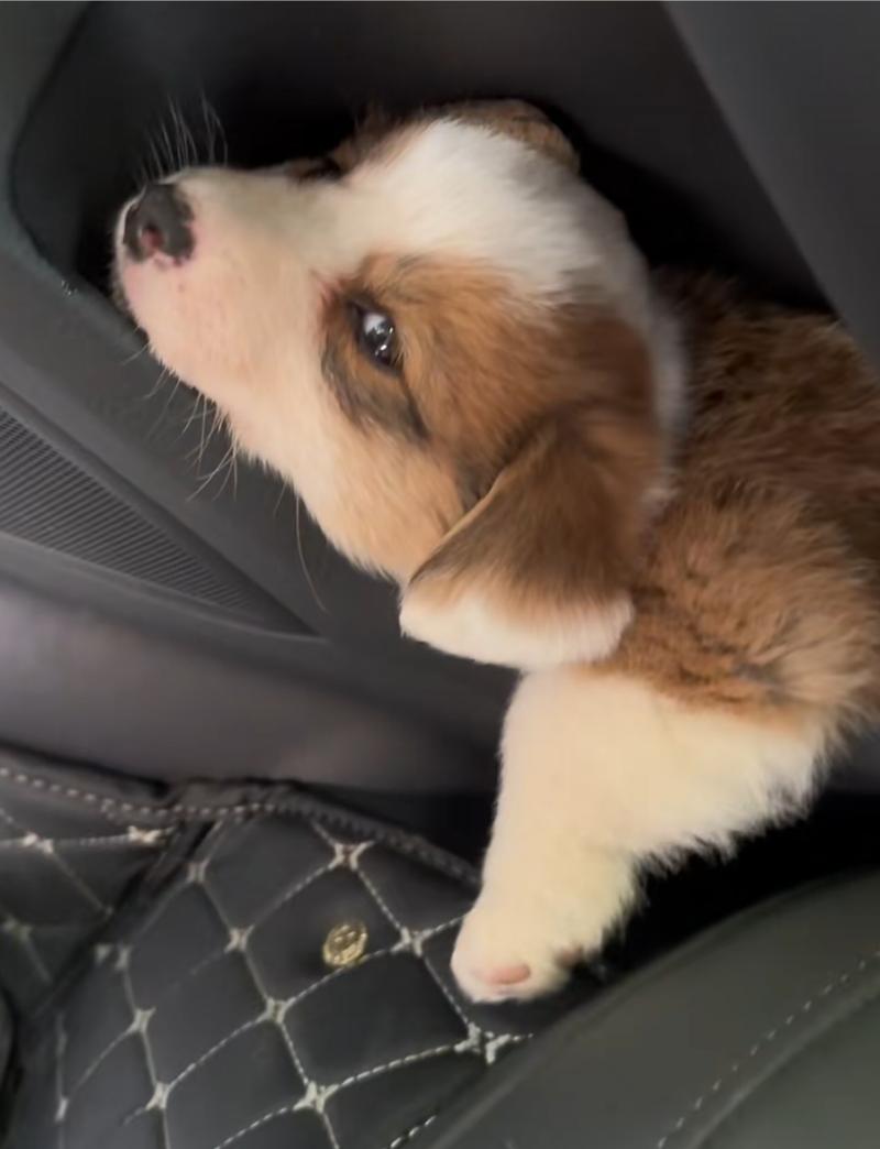 狗狗呼呼声音怎么回事,狗狗呼声大-第2张图片-后鲨宠物 狗狗呼呼声音怎么回事,狗狗呼声大-第2张图片-后鲨宠物