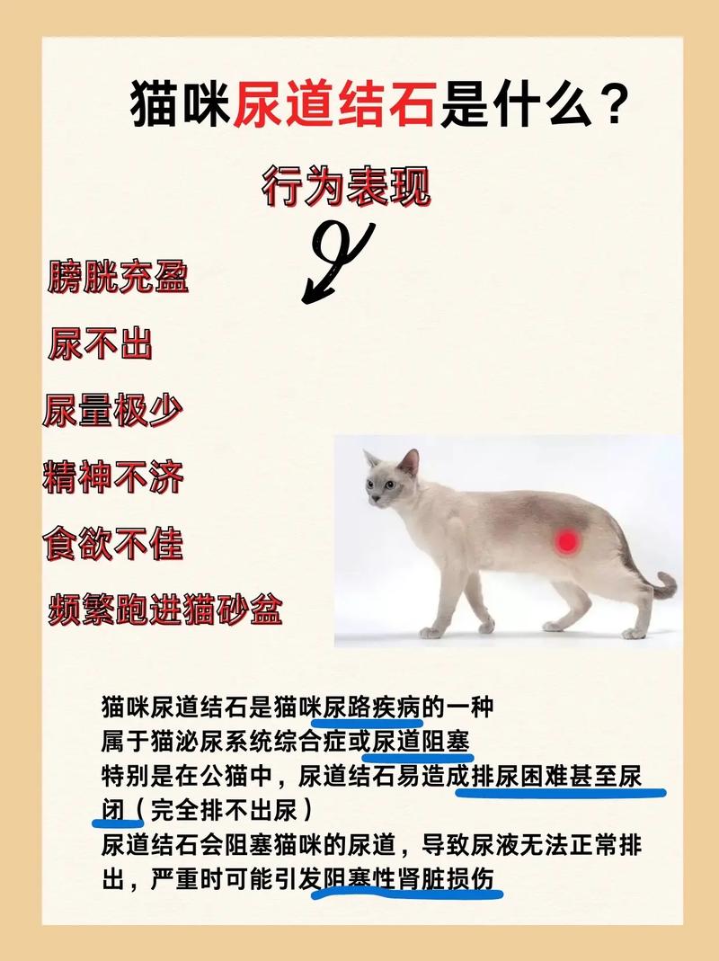 猫咪结石手术多少钱,猫咪结石手术多少钱一次-第3张图片-后鲨宠物 猫咪结石手术多少钱,猫咪结石手术多少钱一次-第3张图片-后鲨宠物