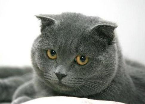 灰色的猫咪是什么品种,灰色猫咪是什么品种值多少钱?-第1张图片-后鲨宠物 灰色的猫咪是什么品种,灰色猫咪是什么品种值多少钱?-第1张图片-后鲨宠物
