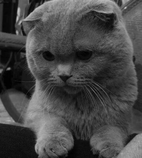 灰色的猫咪是什么品种,灰色猫咪是什么品种值多少钱?-第4张图片-后鲨宠物 灰色的猫咪是什么品种,灰色猫咪是什么品种值多少钱?-第4张图片-后鲨宠物